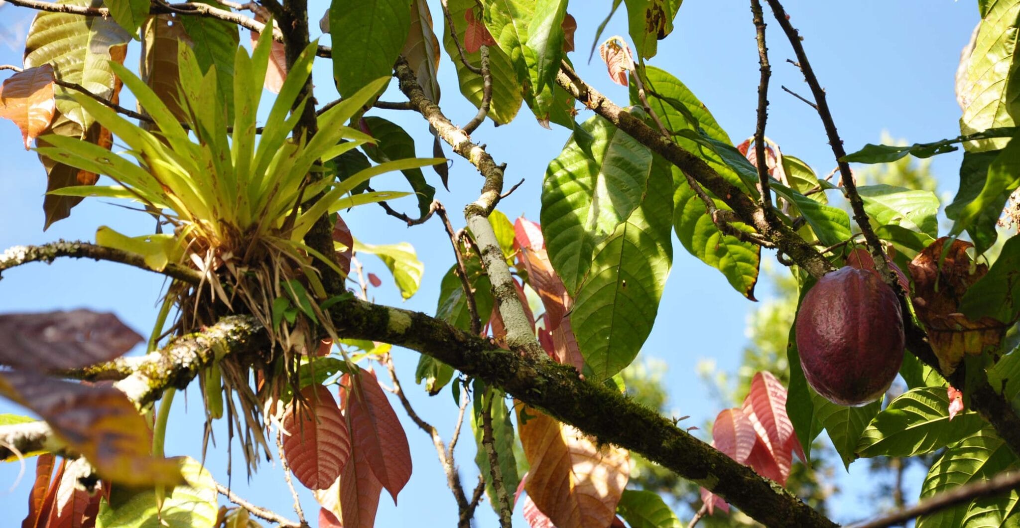Kakaobaum mit Früchten vor blauem Himmel