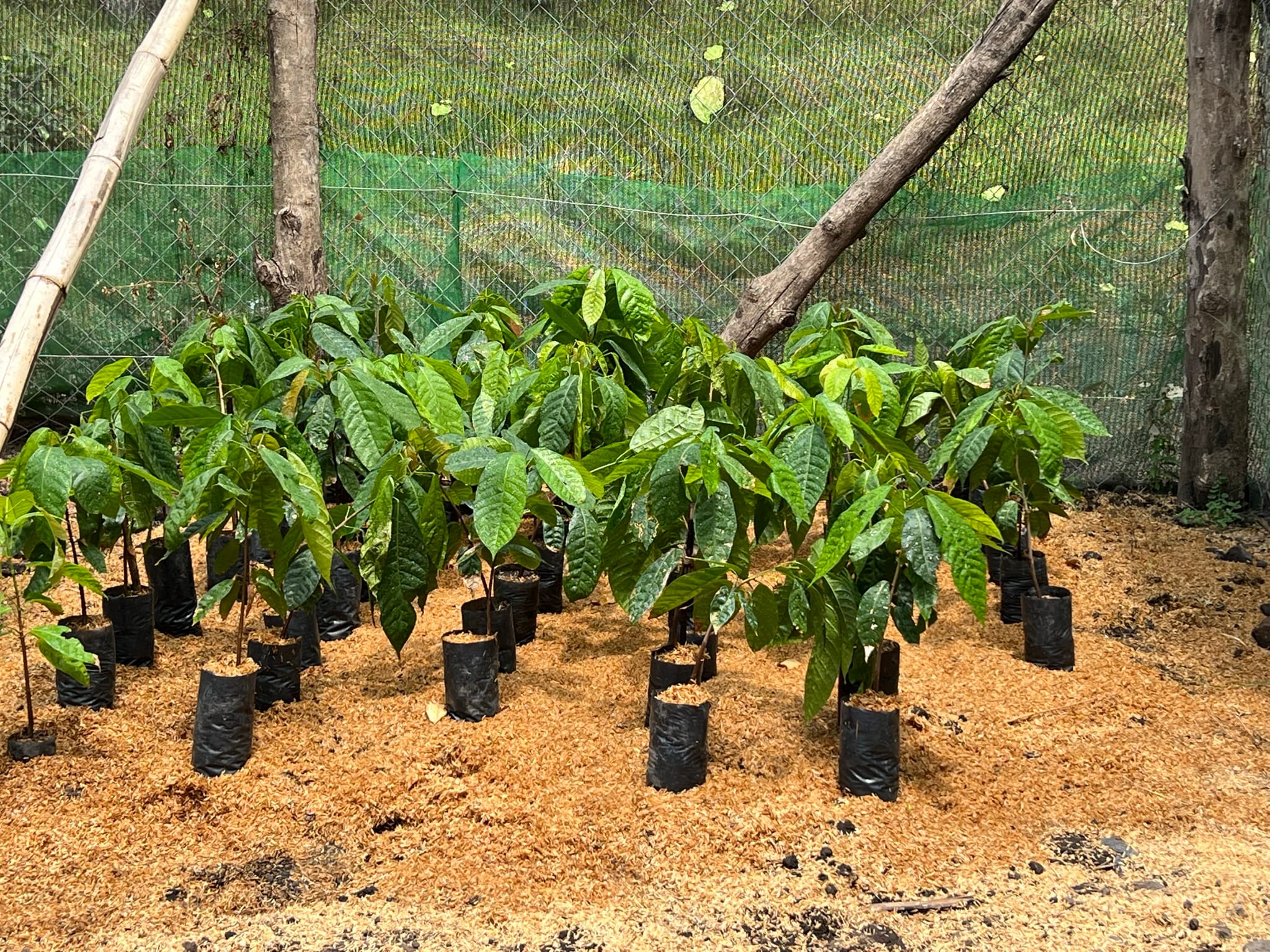 Kleine Kakaobaum Setzlinge in einer Baumschule in Tansania von KokoaKamili