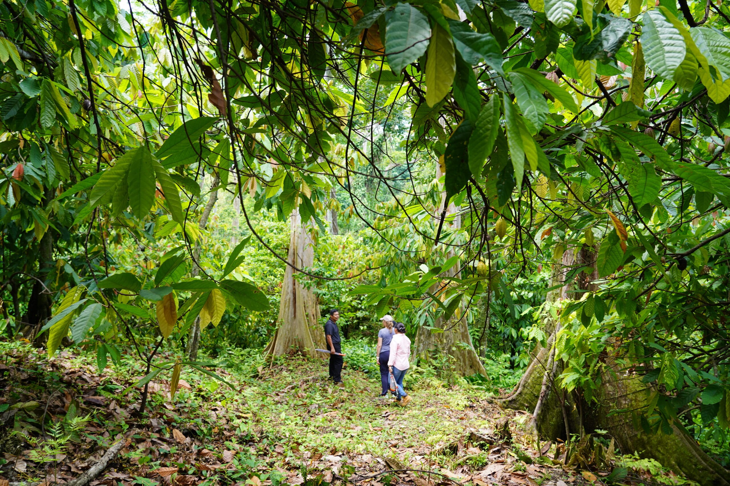 Drei Personen stehen in einer Kakaoplantage