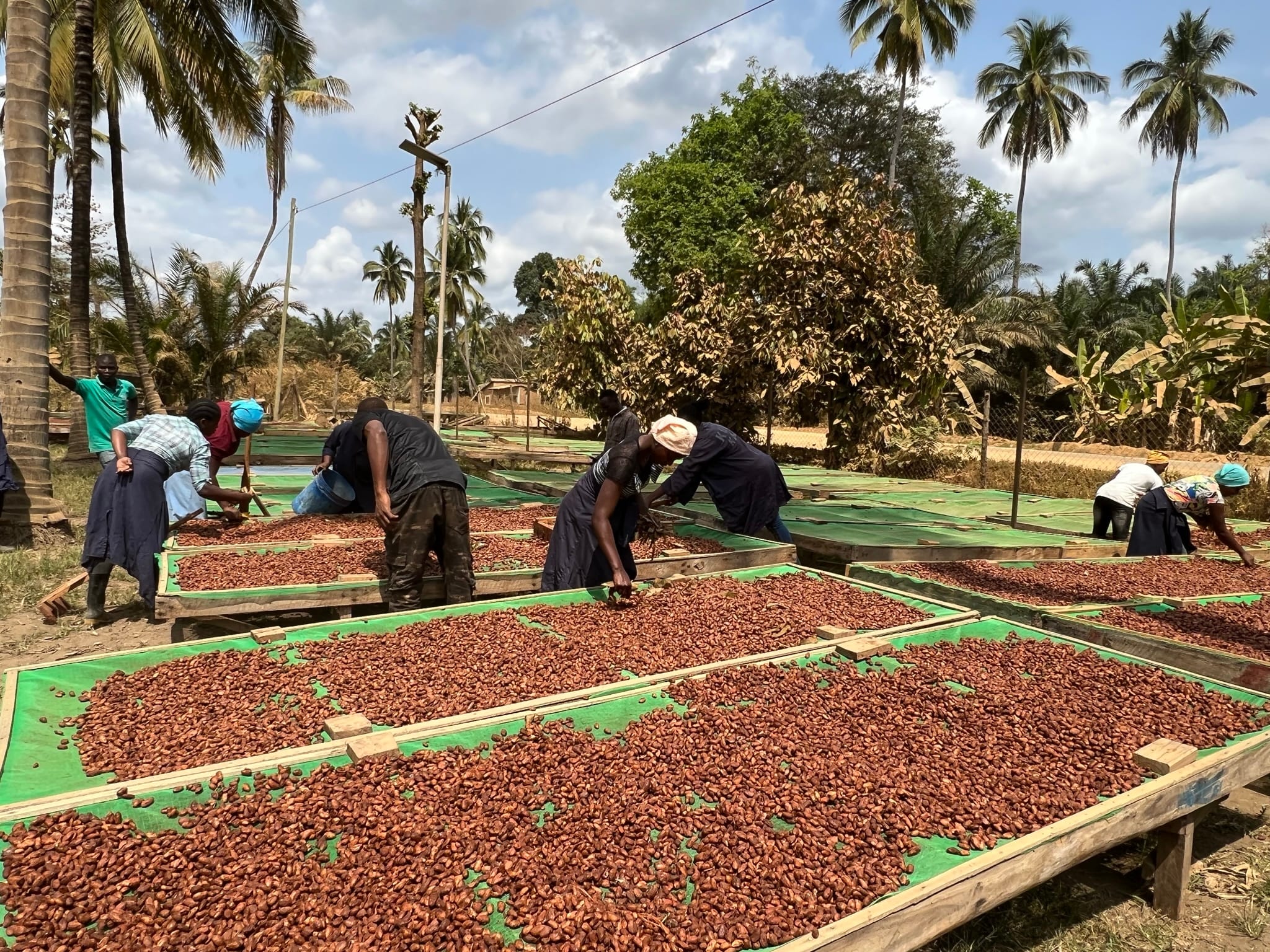 Kakaobohnen werden getrocknet. Mehrere Personen wenden die Bohnen, überprüfen sie und begleiten den Trocknungsprozess